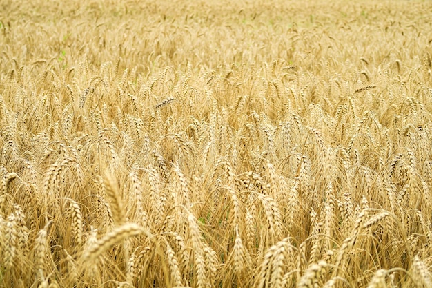 熟した黄色の小麦畑。食糧危機の概念