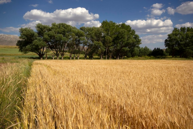 Field of ripe yellow wheat