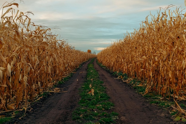 Field road between corn. Autumn rural landscape