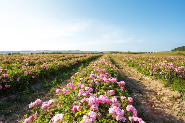 Field of roses