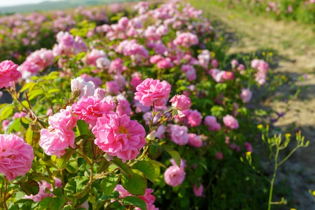 Field of roses