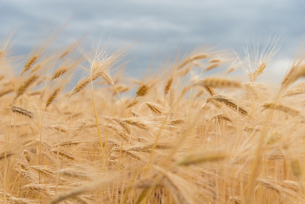 A field of rye against a blue sky. Background. Nature. Summer harvest.