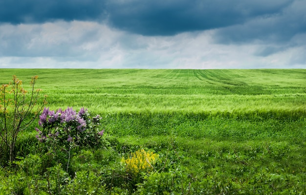 Field of rye and cloudy sky, lilac bush at first day of summer