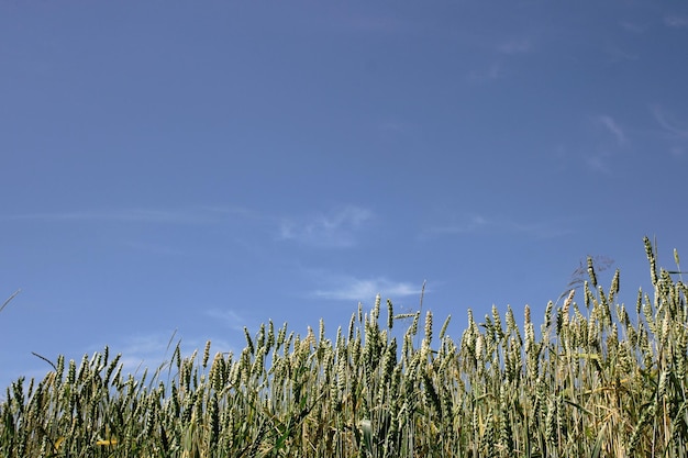 ライ麦または小麦と青空の美しい田園地帯の牧草地夏の壁紙テキスト用のスペース