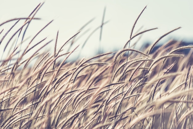 Field of Rye