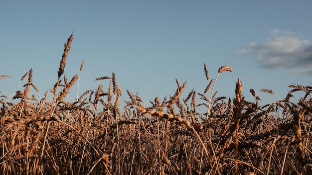 Photo field of rye