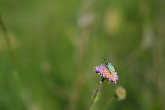 Field scabious flower and the forester moth purple wildflower with a tiny metallic green moth