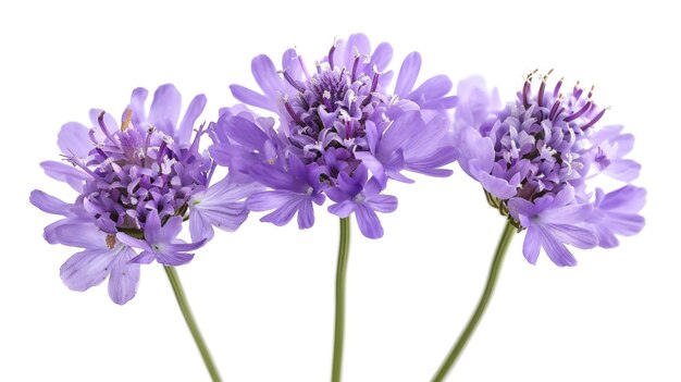 Photo field scabious flower isolated on white background knautia arvensis beautiful blooming bouquet