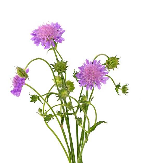 Campo scabious fiore isolato su bianco