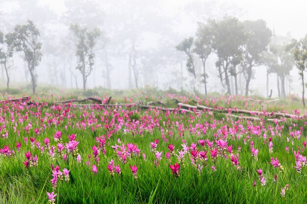 Field of siam tulips