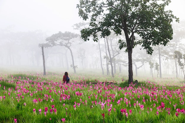 Field of Siam tulips