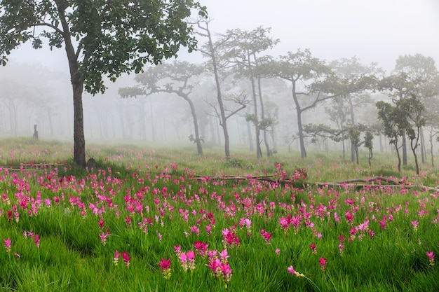 Field of Siam tulips