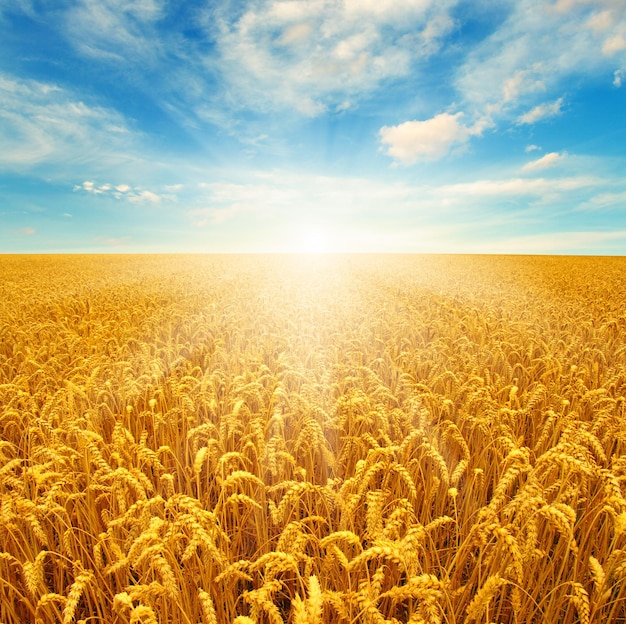 Field sky no humans scenery outdoors cloud flower field day blue sky flower sunflower cloudy sky