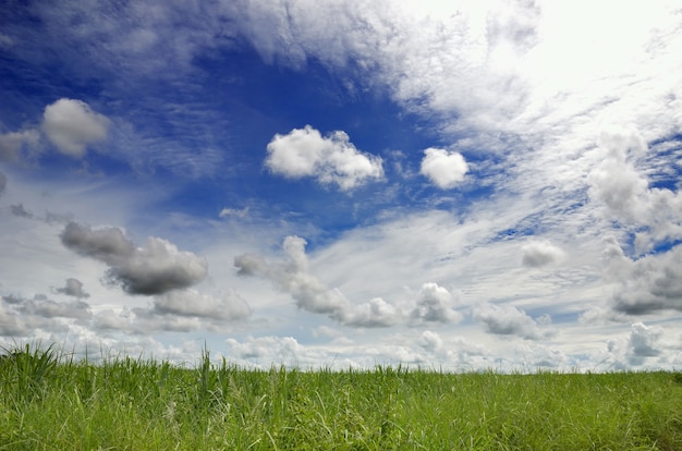 Field and sky