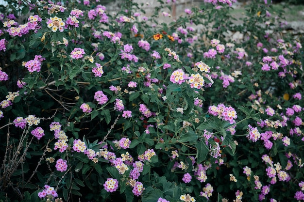 Поле маленьких цветков в пастельно-фиолетовых и желтых тонах