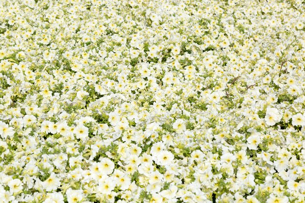 A field of small white and yellow flowers