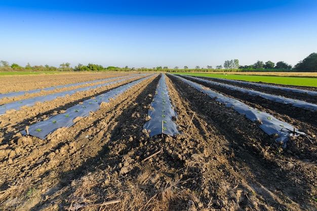 The field soil reclamation in preparation for seeding or planting 