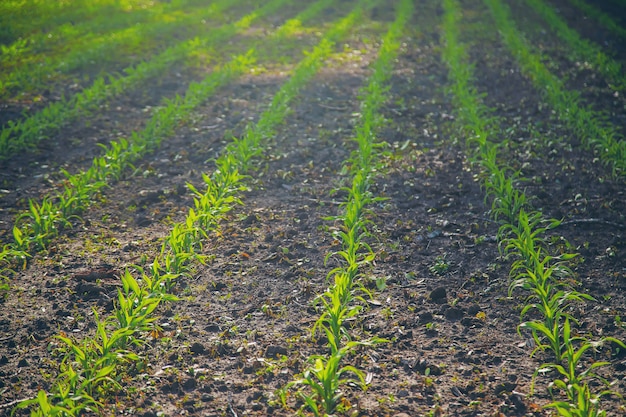 Field sowed with young corn