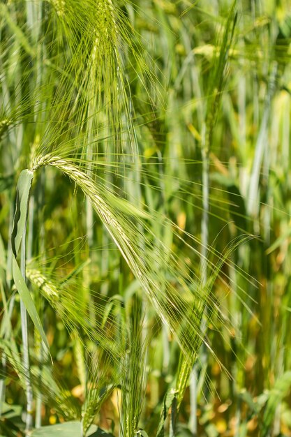 Field of spikelets of green rye summer background