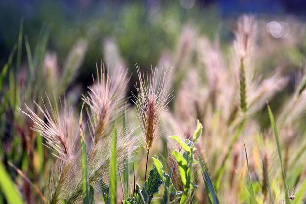 Photo field spikelets outdoors