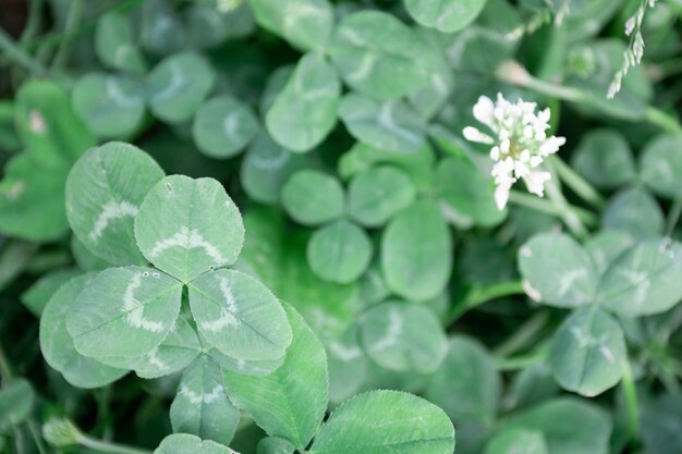 Field of spring clover leaves.