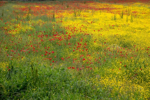 A field of spring flowers in Castiglione del Lago