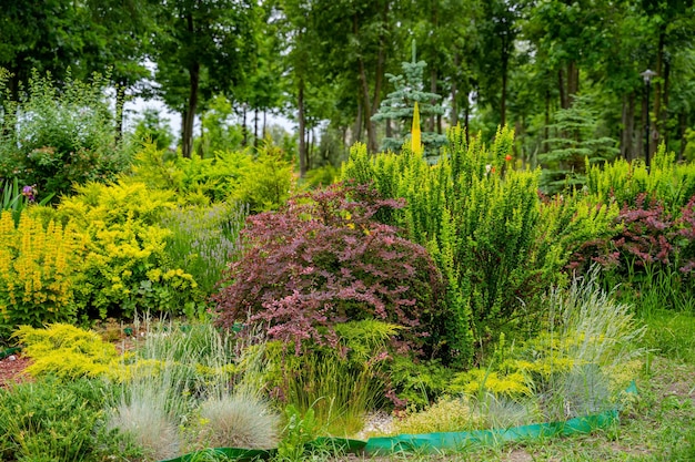 Field of spring flowers and grass. Beautiful green landscapes of flowers and plants.