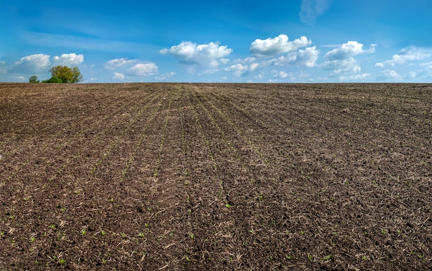 Field of sugar beet in spring