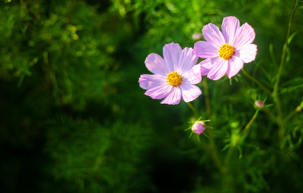 暖かい日光の下で夏のピンクと白の花のフィールド