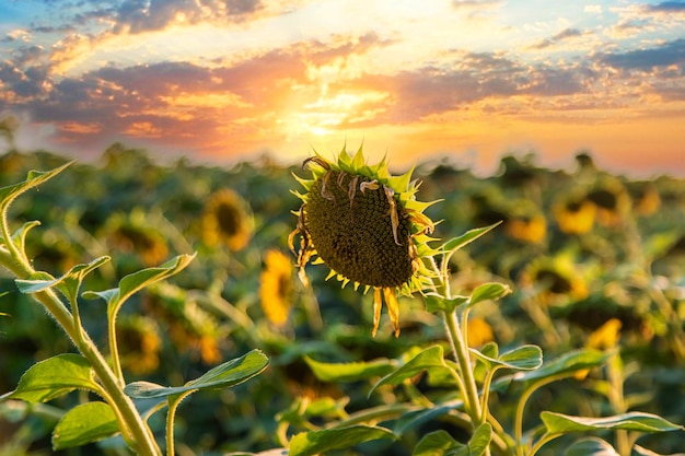 Field of sunflower buds Selective focus Nature