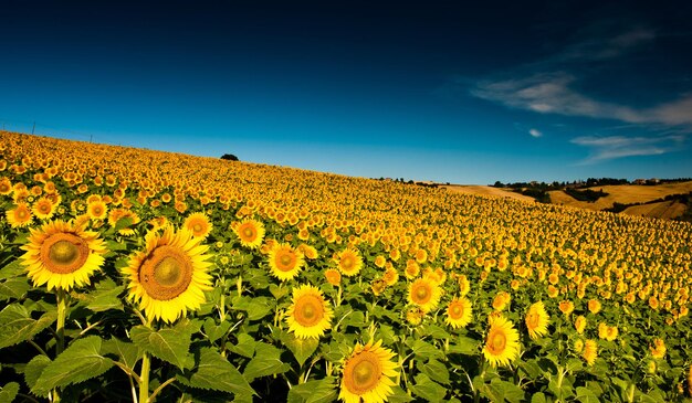 Field sunflower no humans flower scenery sky outdoors flower field cloud blue sky day yellow flower