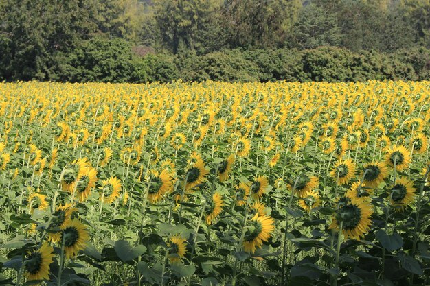 夏のヒマワリのフィールド