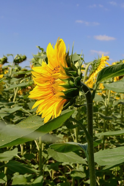 in the field the sunflower turned its flower to the sun