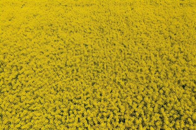 Photo field of sunflowers aerial view of agricultural fields flowering oilseed