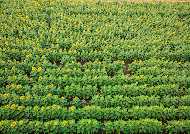 ひまわり畑油糧種子を開花させる農地の航空写真