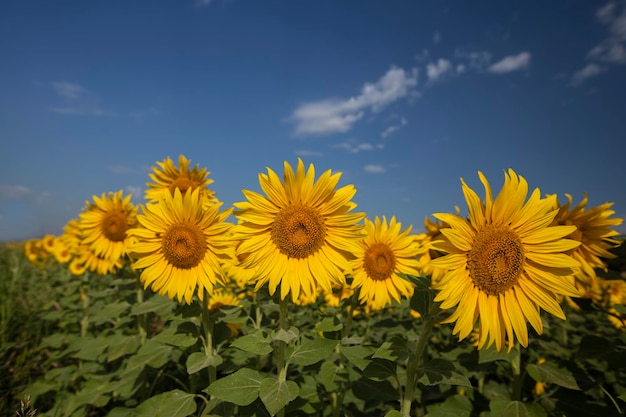 A field of sunflowers against a blue sky