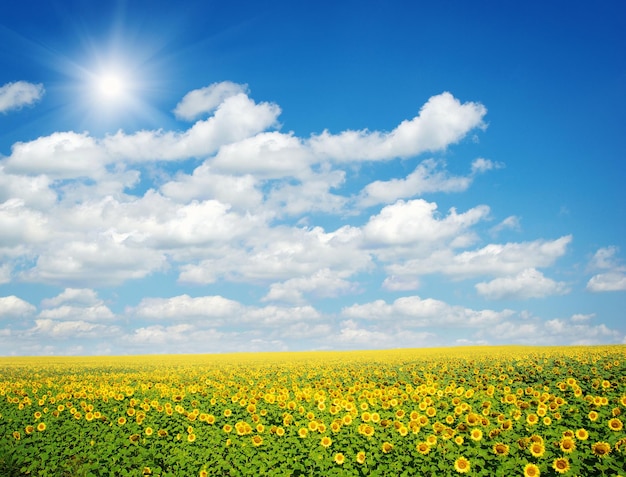 Field of sunflowers and blue sun sky