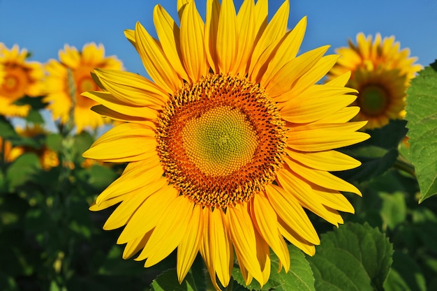 Field of sunflowers in Bulgaria