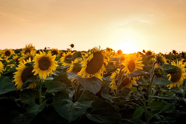 Field of sunflowers by summertime at sunset