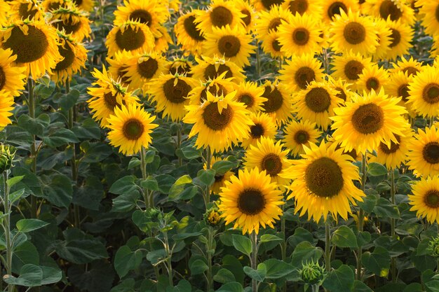 Field of sunflowers. Composition of nature.