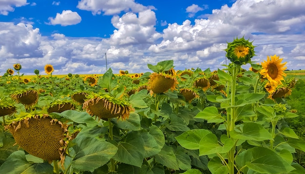 Field of sunflowers. Endless expanses of agricultural land