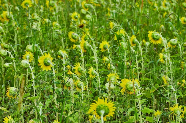 花の後ろからのひまわり畑