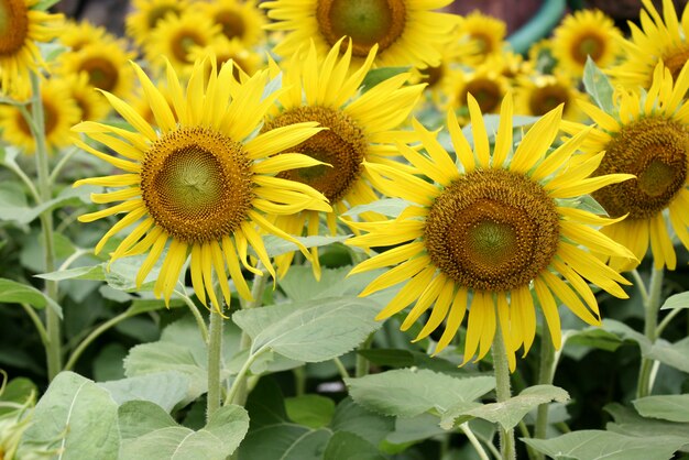 Field of sunflowers (Helianthus annuus)