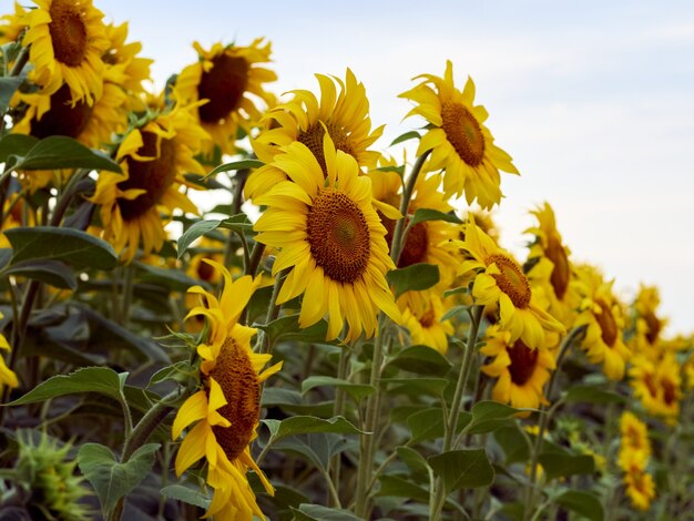 Поле подсолнухов (Helianthus)