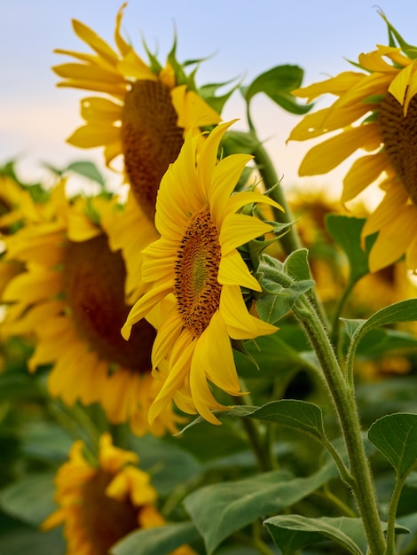 Поле подсолнухов (Helianthus)