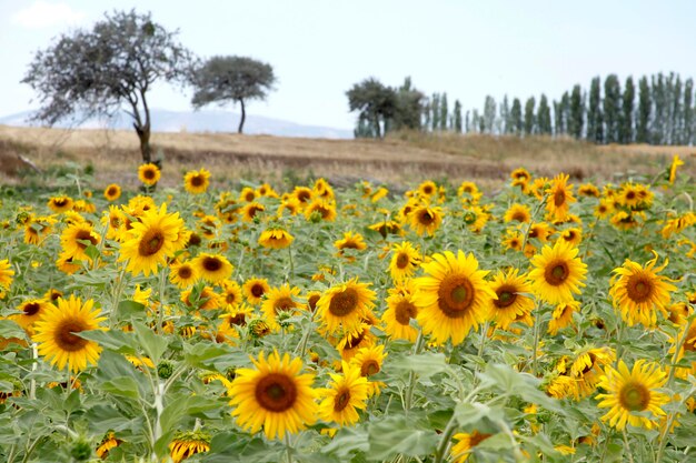 Field of sunflowers Nature landscape