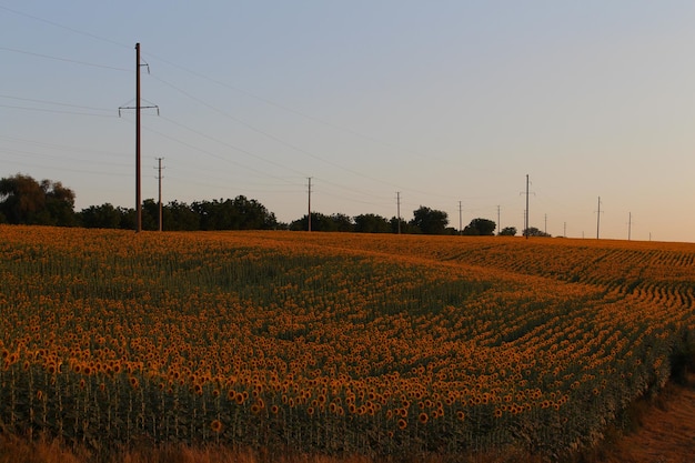 A field of sunflowers and power lines