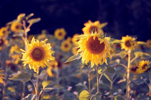 A field of sunflowers in the rays of the setting sun