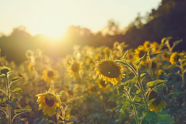 A field of sunflowers in the rays of the setting sun