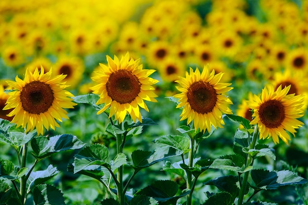 夏の太陽の下でのひまわり畑